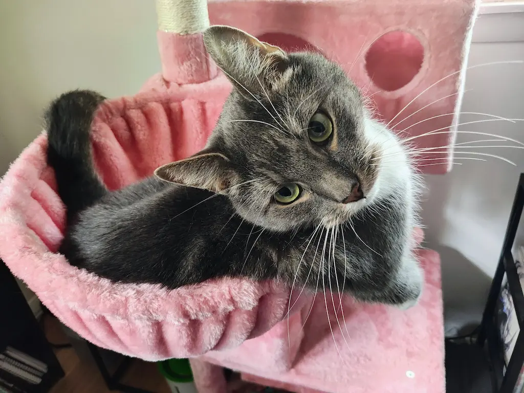 A fuzzy gray cat hanging halfway out of a pink cat tree, staring with his head tilted.