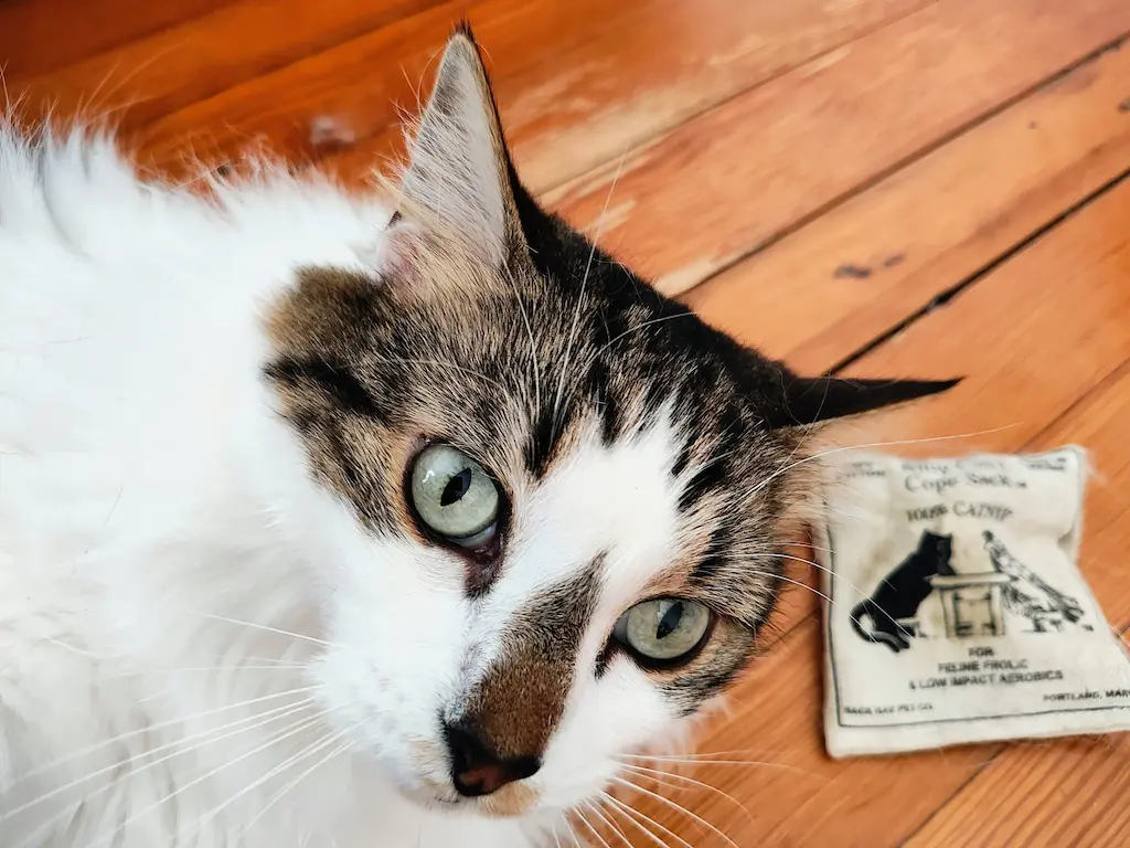 A fluffy calico with wide green eyes laying next to a catnip toy.